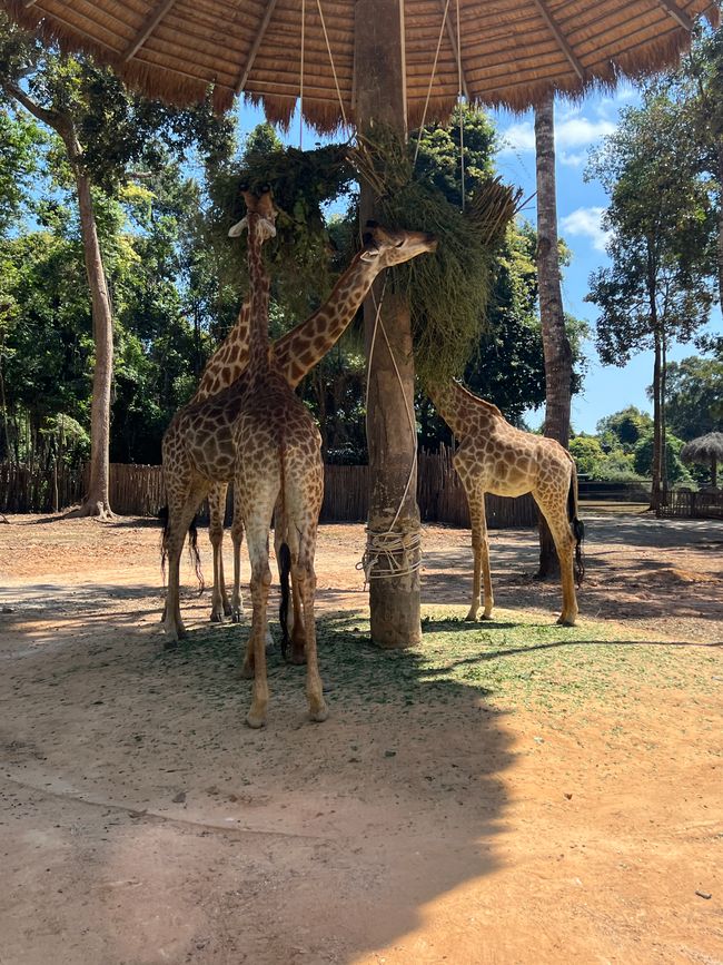 Tag 16 - Phu Quoc: Tierische Higloghts und glitzerndes Einhorn