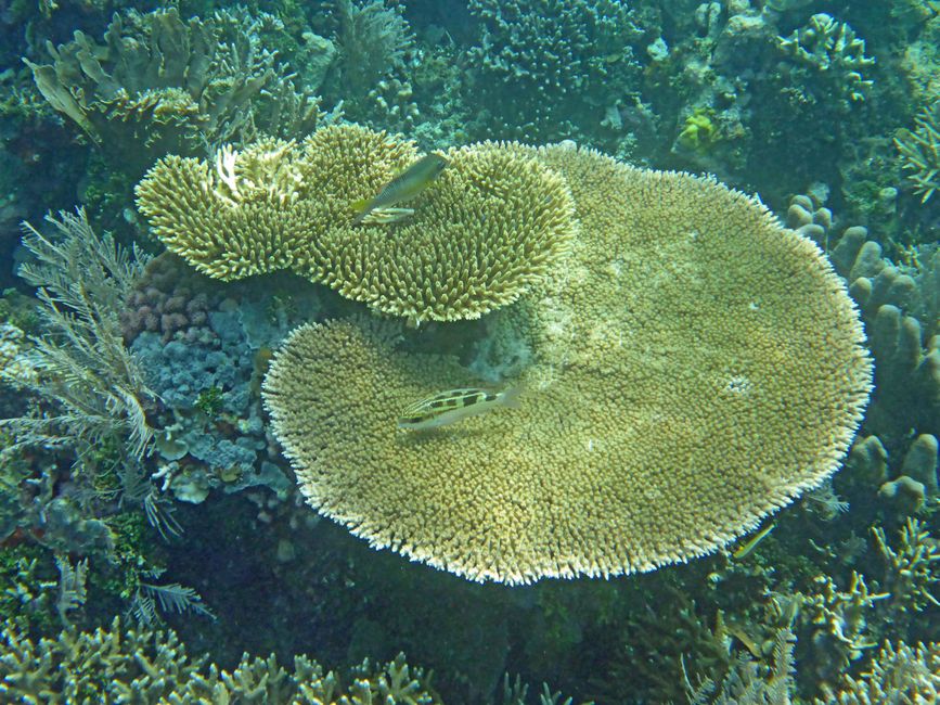 Waiag, Raja Ampat, Indonesia