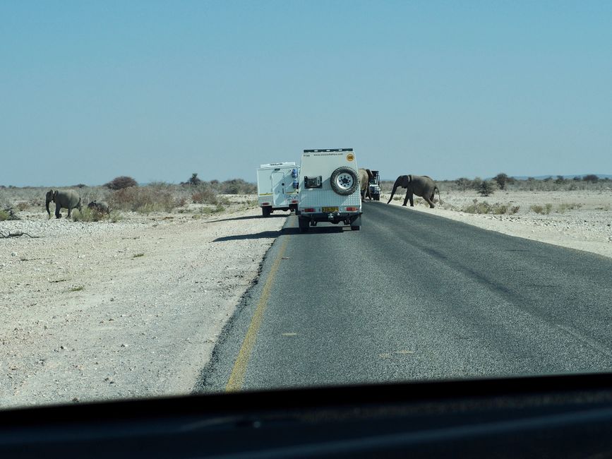 2. Day: Etosha National Park