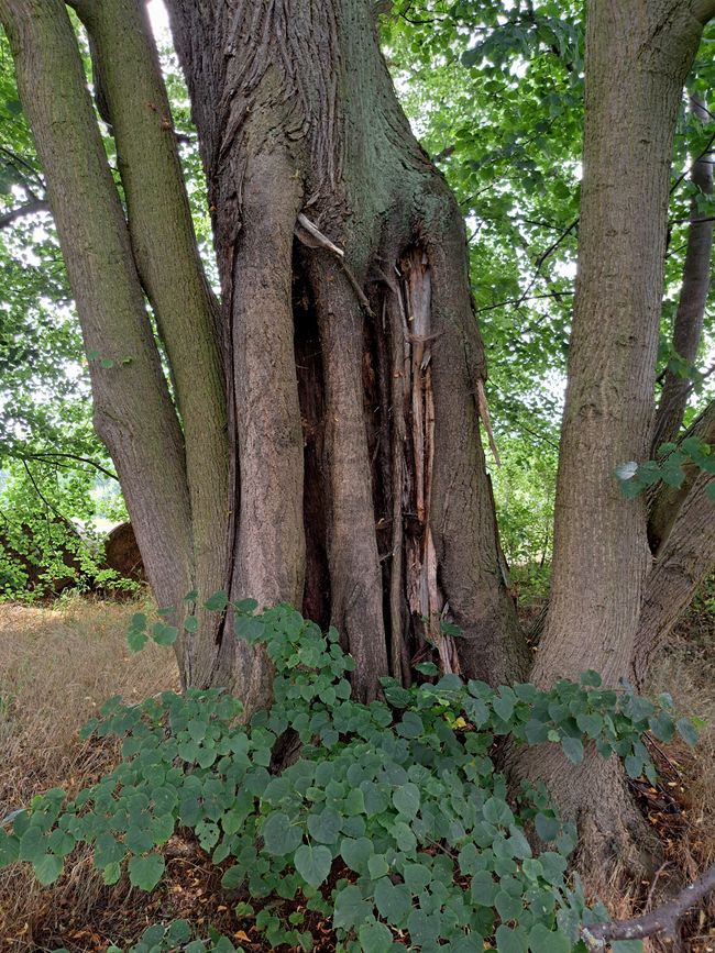 Auf Rübezahls Spuren