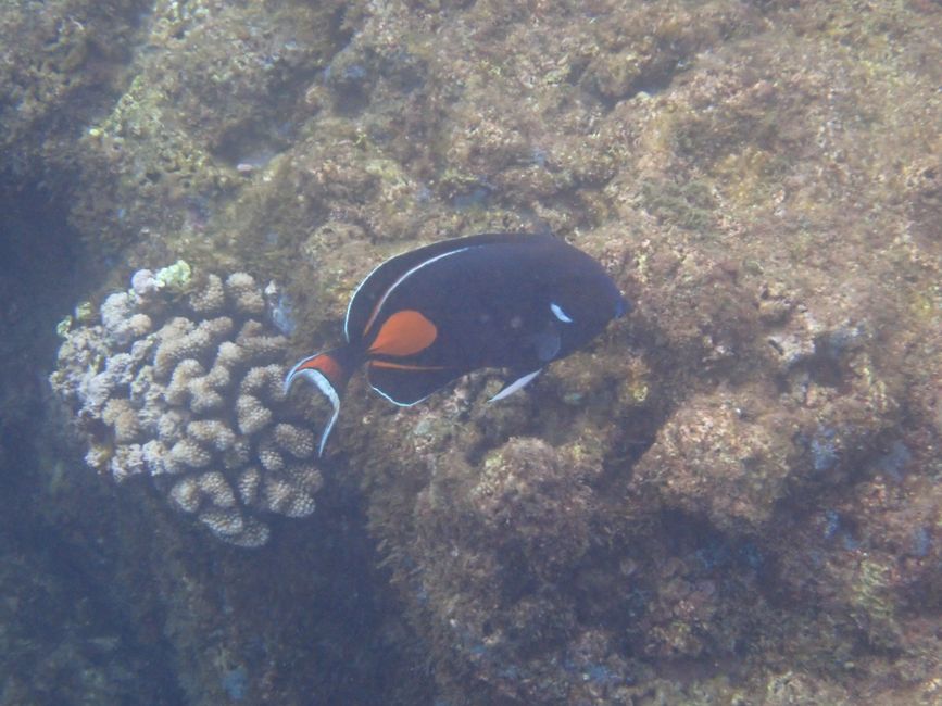 Côte Nord - Snorkeling à Shark Cove - Poisson-chirurgien de vagues