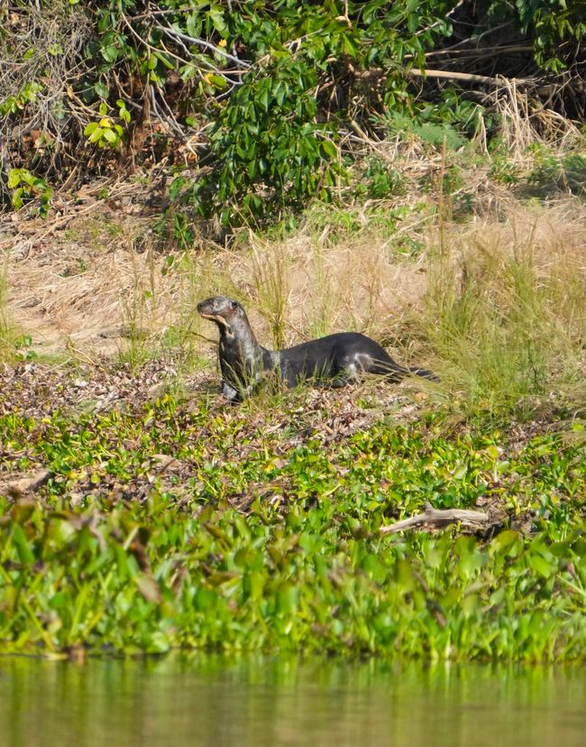 Excursión en barco en el Pantanal