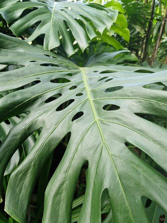 Monstera wachsen hier einfach wie Unkraut
