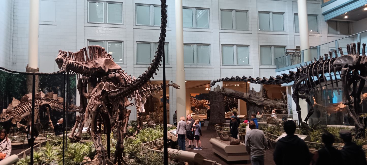 Museum of Natural History I