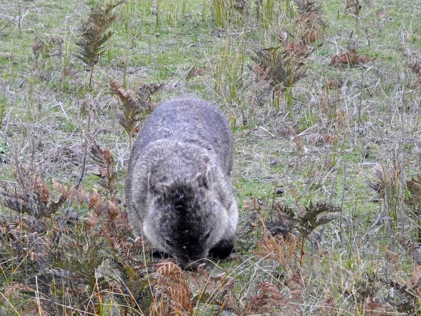 Melbourne - Wilsons-Promontory-Nationalpark