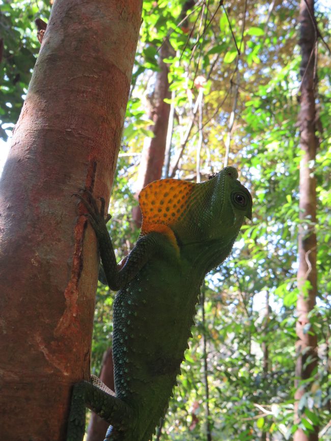 Sinharaja - l'ultima foresta pluviale dello Sri Lanka