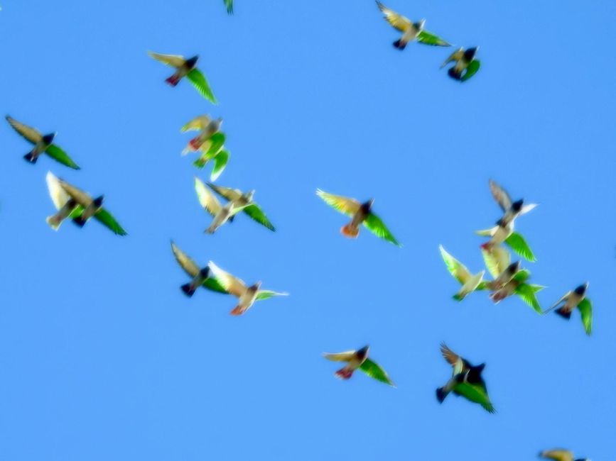 A flock of colorful pigeons in the sky.