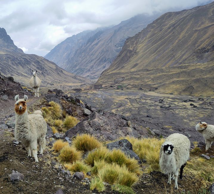 Cusco, Lares-Trek und Machu Picchu