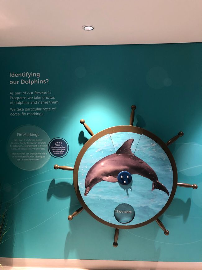 ... e il Dolphin Discovery Center