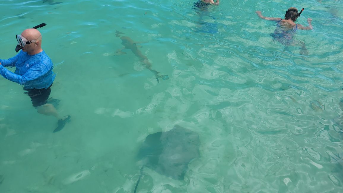 Esnórquel con raya y tiburones en el agua turquesa frente a Bora Bora.