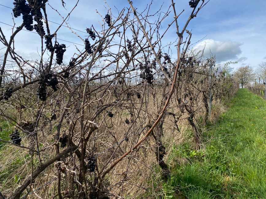 So sieht ein ungenutzter Weinstock aus