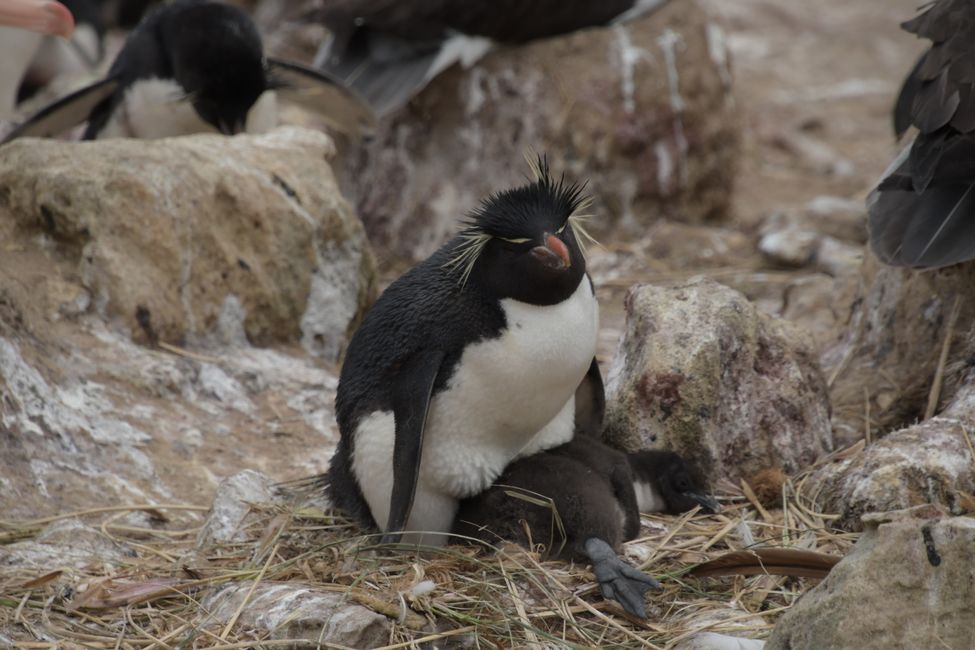 Felsenpinguine / Rockhopper penguins