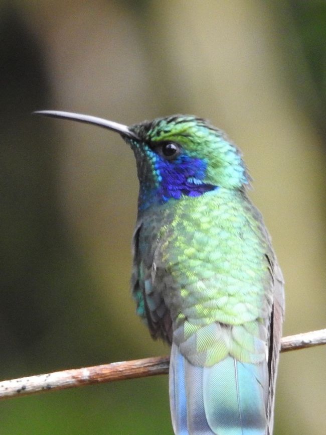 Berg-Veilchenohr-Kolibri