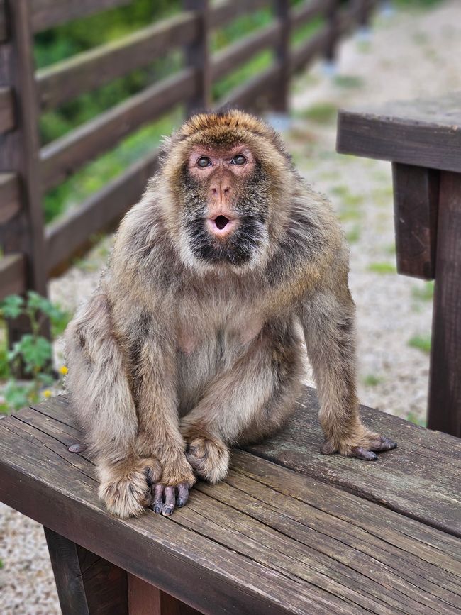 Macaco berbero
