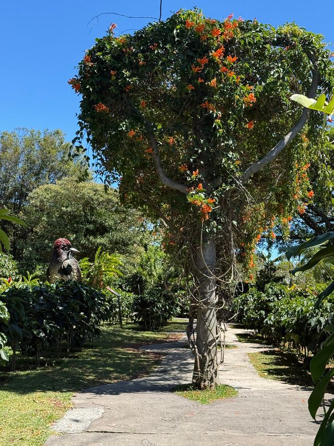Planta de fuego