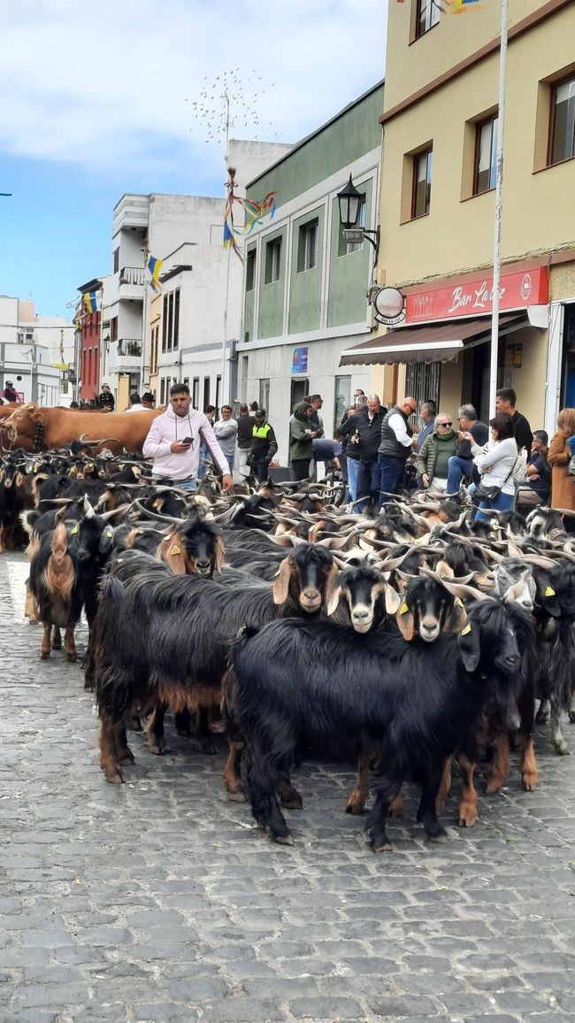 Herd of goats 1