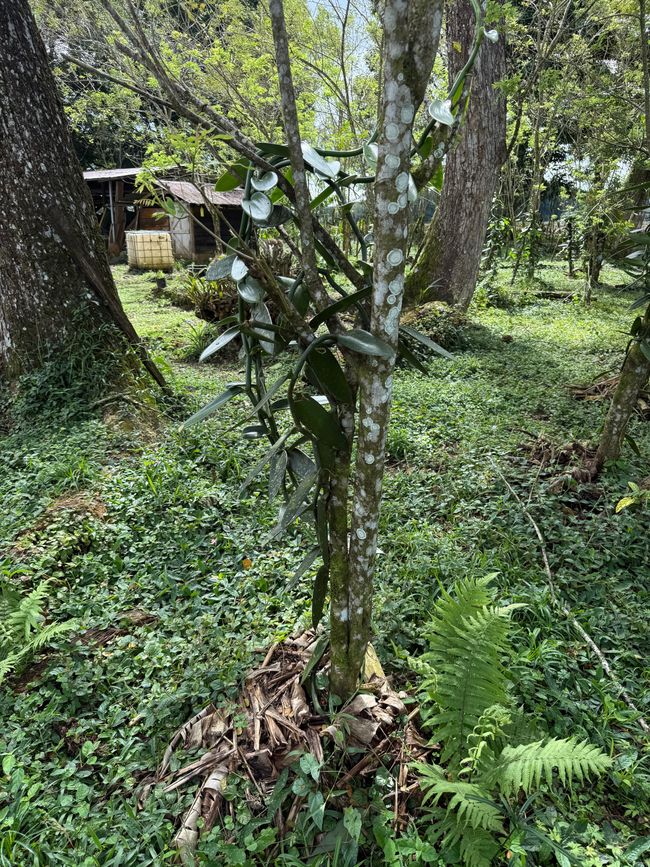La planta de vainilla