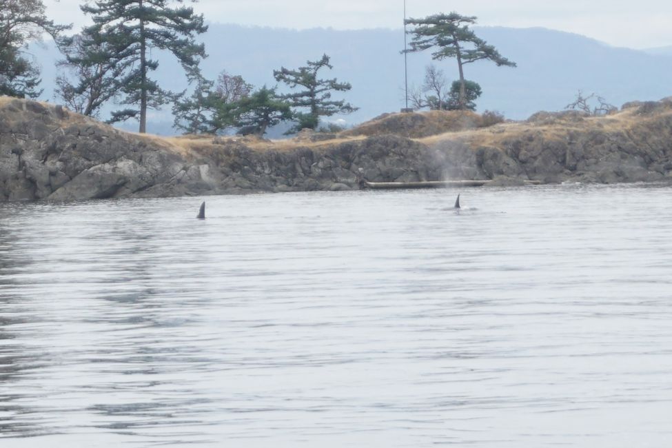 Day 18: Whale Watching