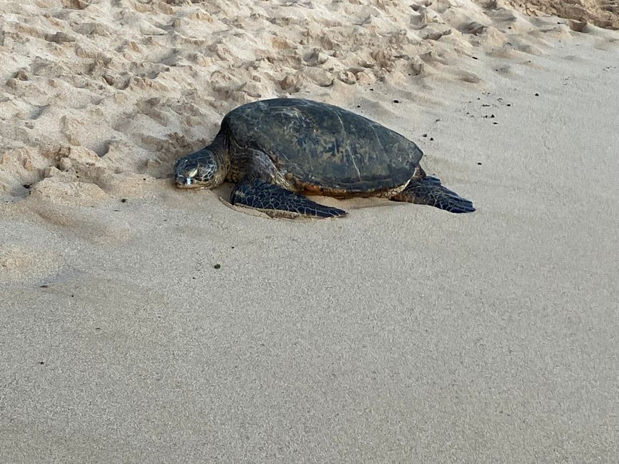 D18 - 7am Yoga with Norbi and Poipu beach with monk seals, sea turtles and Humuhumunukunukuapua‘a