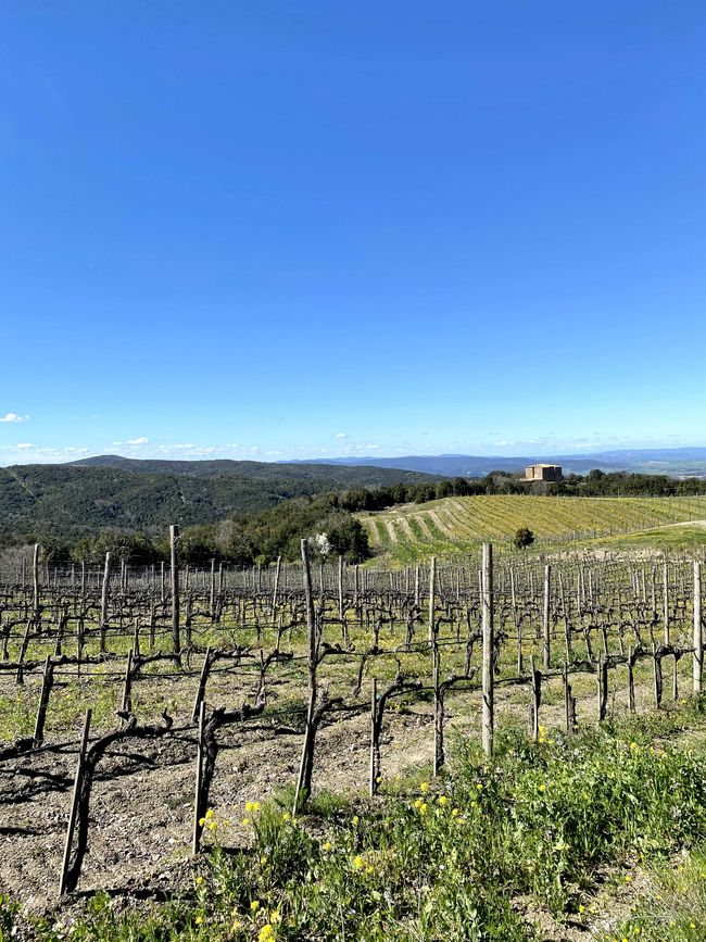 Tuscany Tour - Stop 3: Wine Tasting in Montalcino