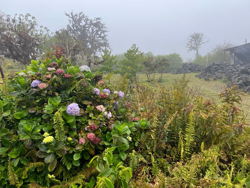 Aber auch Blumen gibt es …