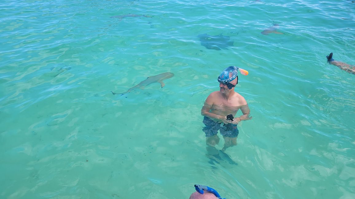 Esnórquel con raya y tiburones en el agua turquesa frente a Bora Bora.