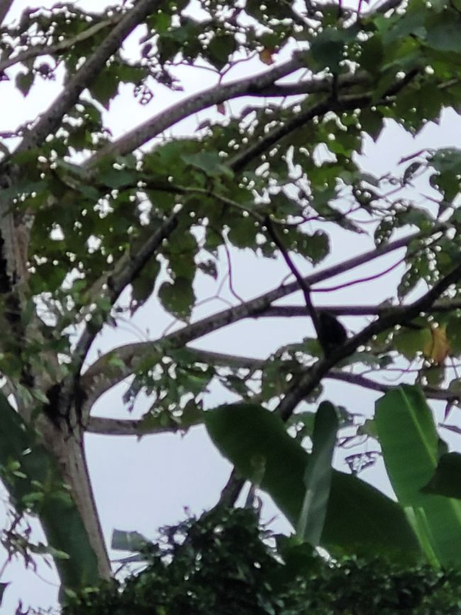 Day 39 of 175: Round the World Cruise - Puerto Limón/Costa Rica