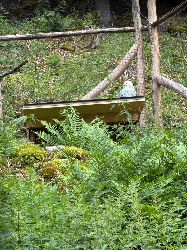 📍Wildpark, Hundshaupten/ 📍Wildlife Park, Hundshaupten