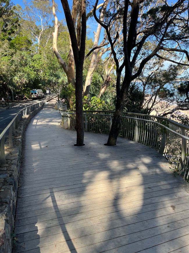 Noosa: Wanderwege, Begegnungen & ein Waran, der meinen Weg blockierte