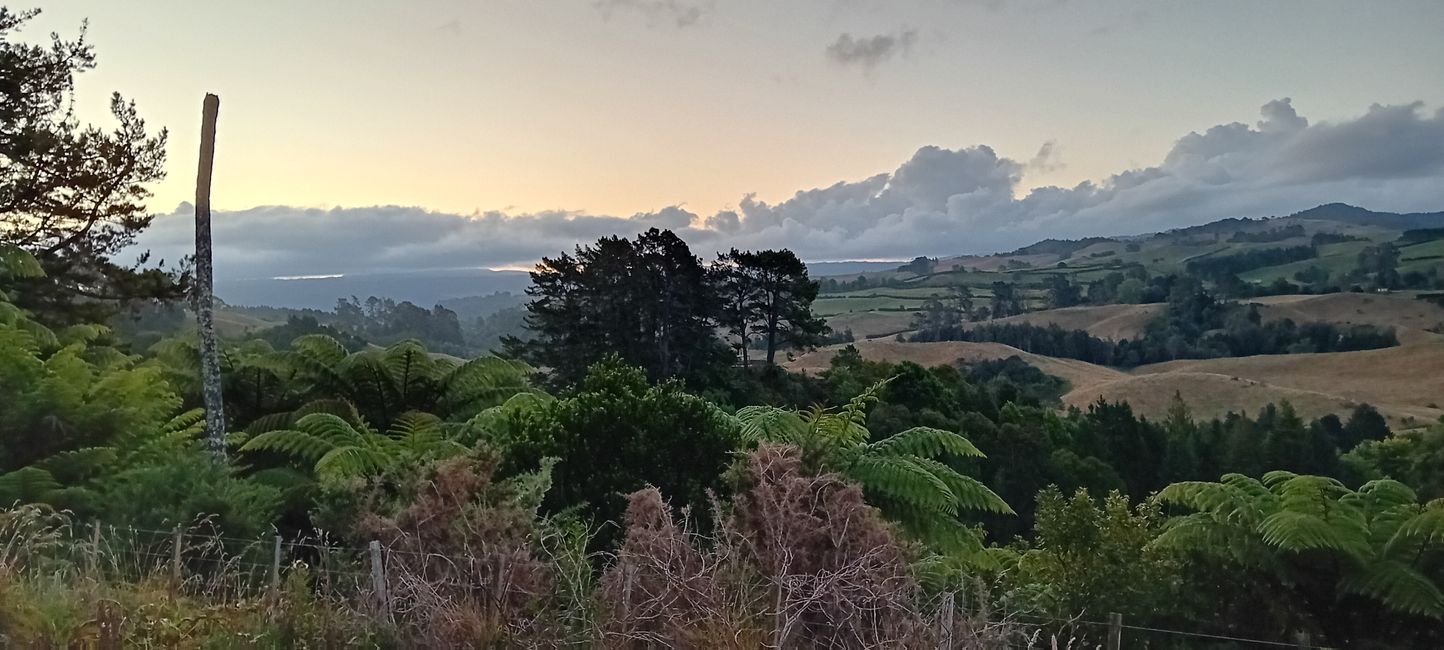 Tauranga
