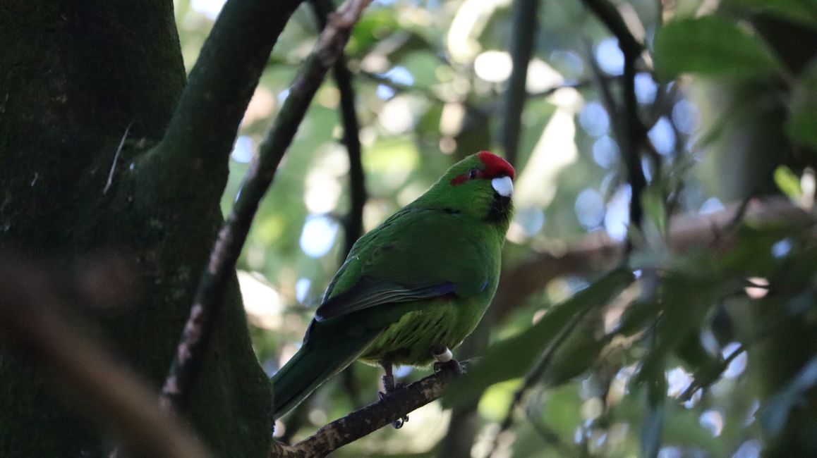 Kathariki - eine neuseeländische Wellensittich-Art