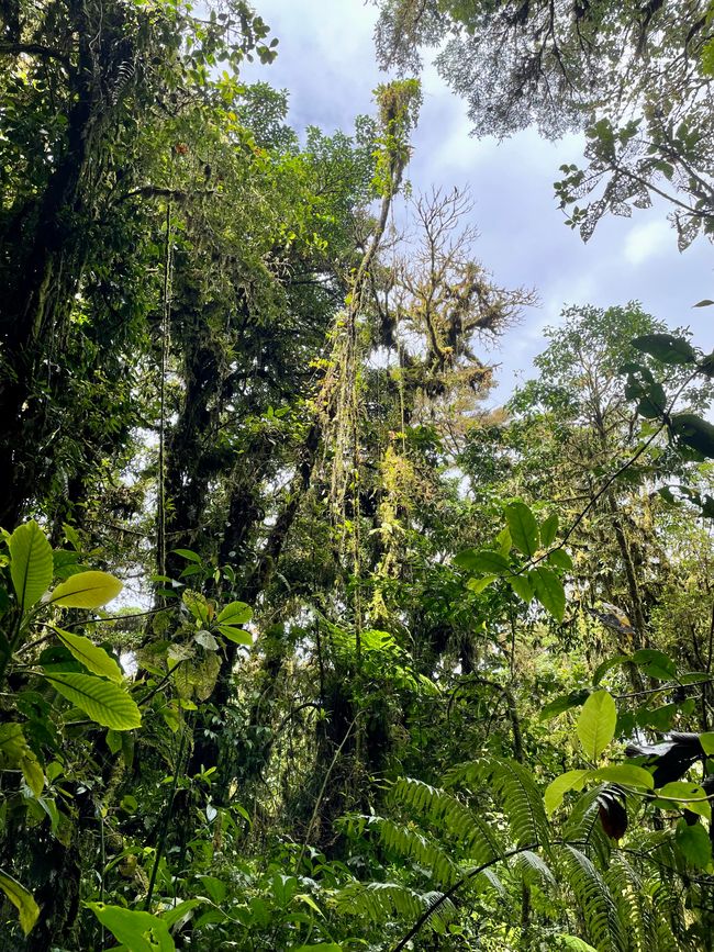 Nebelwald von Santa Elena