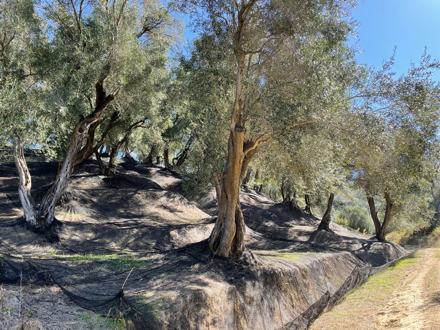 Árboles de olivo en cosecha