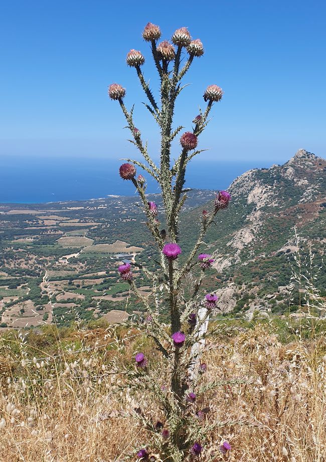 Kaktusblume