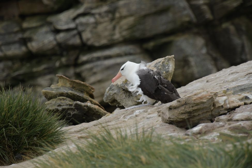Schwarzbrauen-Albatros / Black-browed albatros