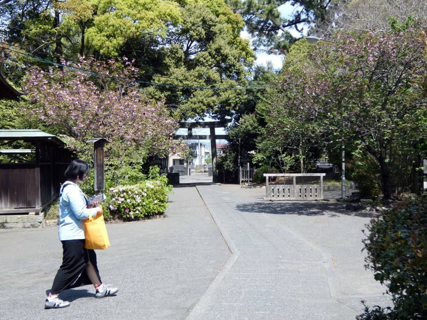 Torii des Miho-Schreins 