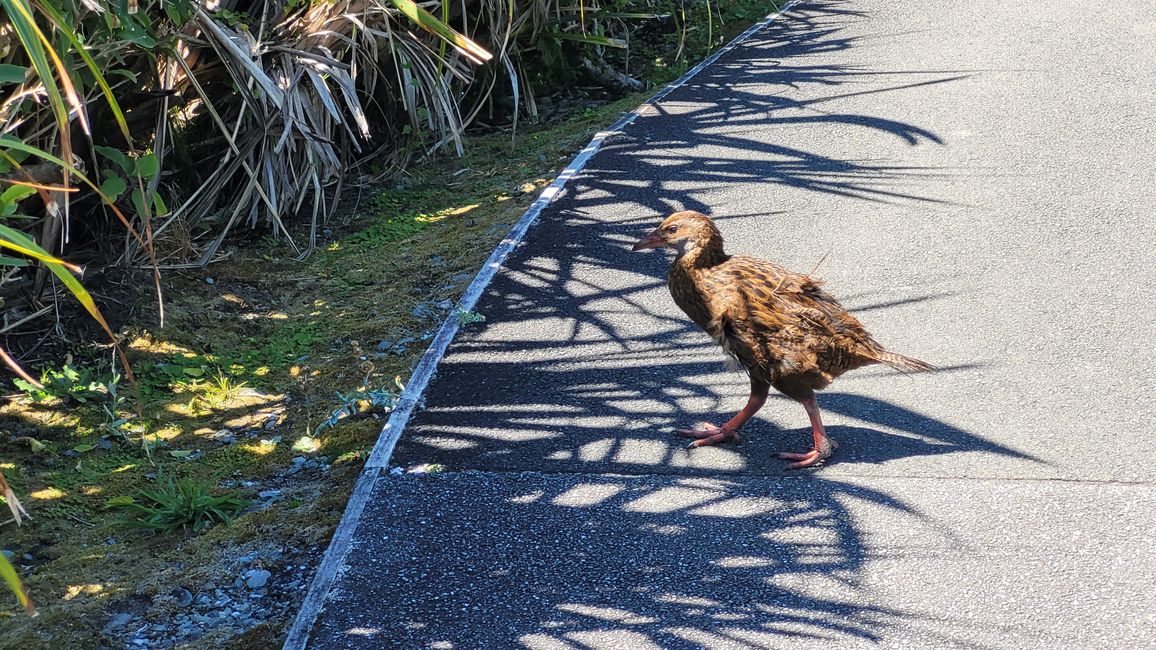29.Januar-27.Februar 2025 Neuseeland
15.Januar