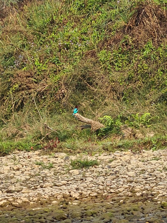 One of the 450 species of birds in Chitwan National Park.