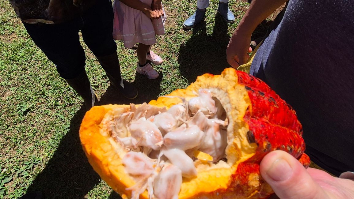 Das Innere der Schoten