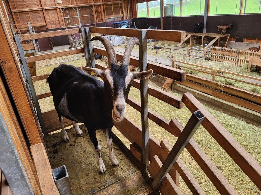 Ziegenhof “Wurzeln & Hörner”