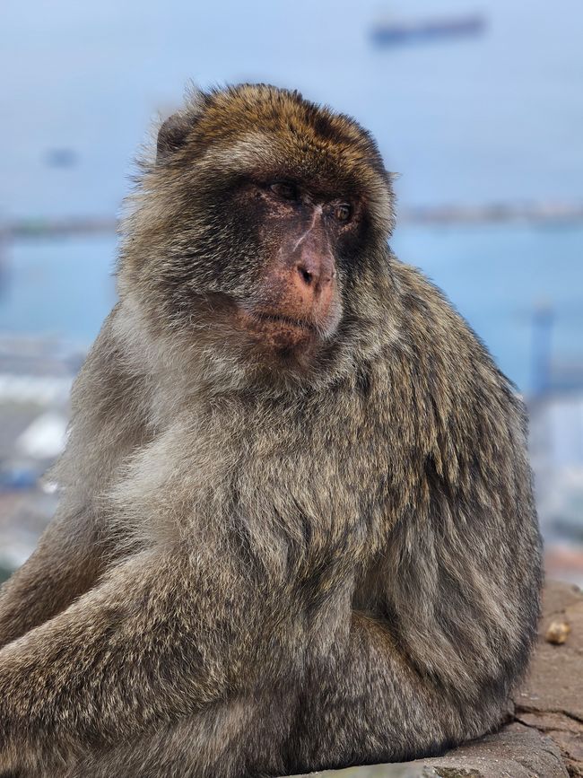 Macaco berbero