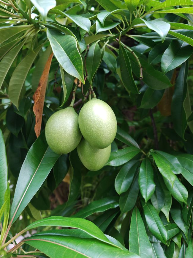 welche Frucht ist das