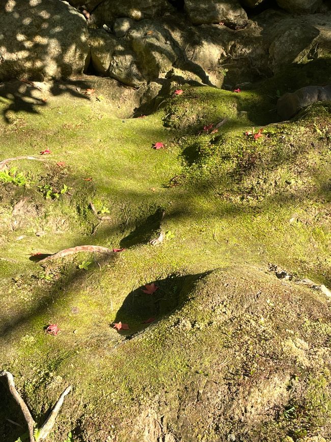 34. et dernier chapitre, dernières flâneries et dernières images