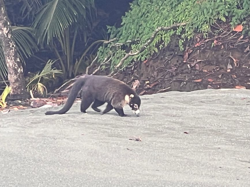 Pura Vida Costa Rica