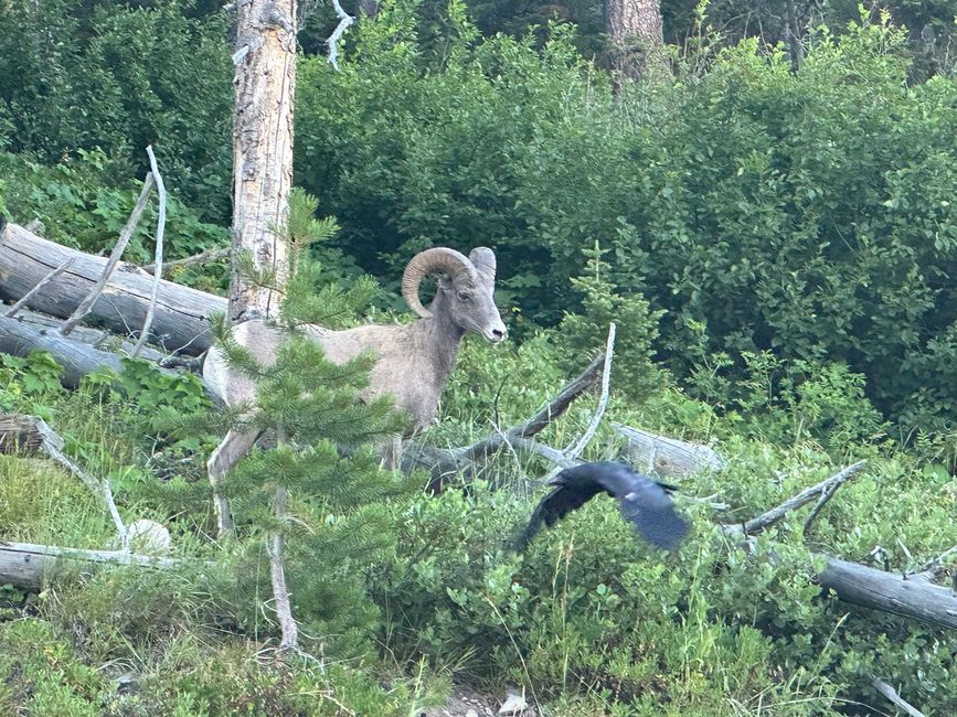 Wyoming: Yellowstone Part 1