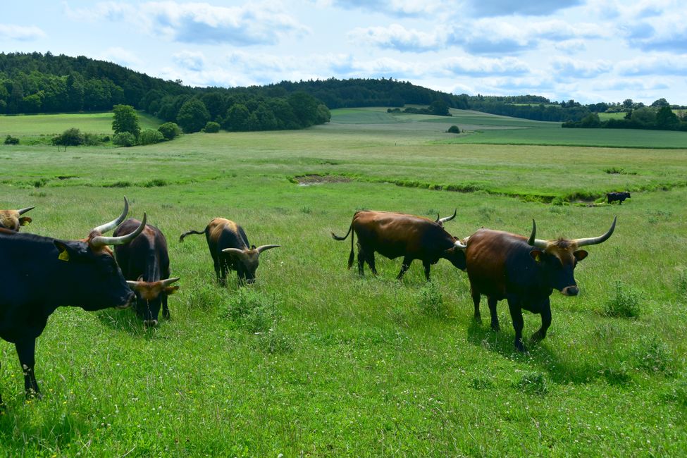 * * * S E C H T A S A F A R I - der Auerochsenweg
bei Bopfingen * * *