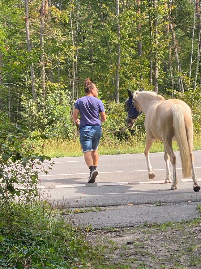 Pferd mit Begleitung querte die Landstraße -