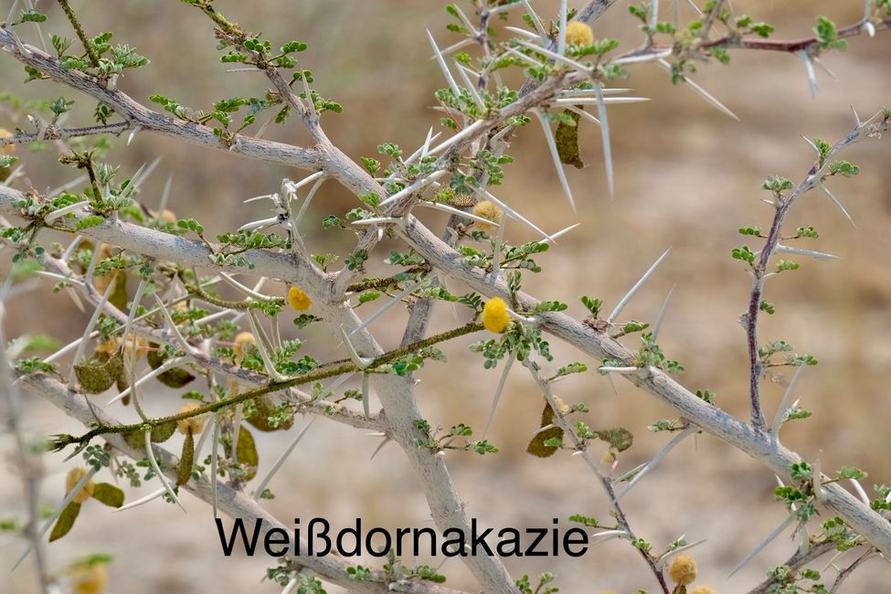 Etosha - wir sind da!