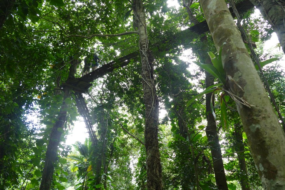 Seltene Tiere und Baumwipfelpfad im Dschungel, letzter Tag auf Guadeloupe