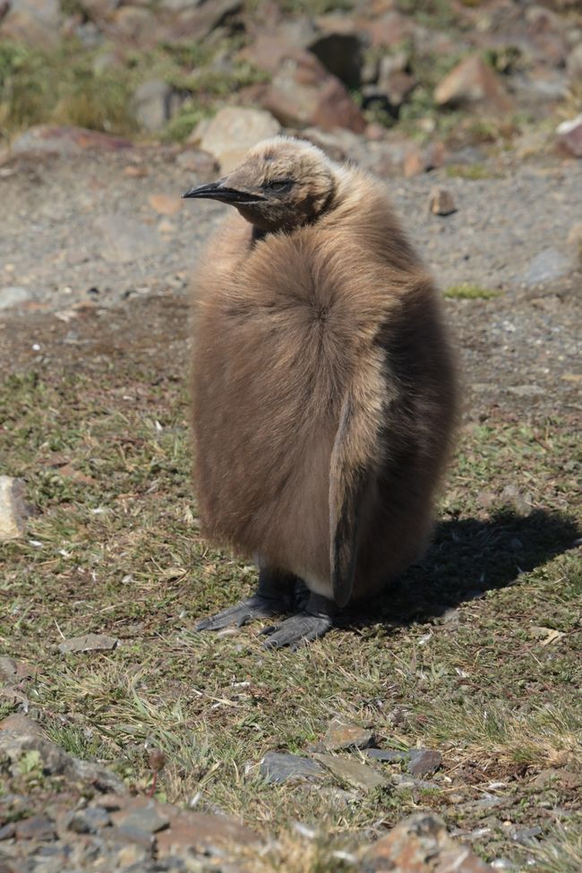 Königspinguin / King penguin